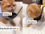 Tuyệt chiêu khiến mèo ngoan ngoãn uống thuốc