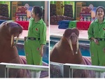 Hải mã diễn xiếc siêu đáng yêu