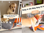 Chú chó thù dai dằn mặt đồng bọn siêu hài hước
