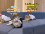 Chú mèo hụt hẫng vì bị bạn đời dỗi oan