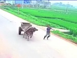 Trâu kéo xe bò chạy vun vút trên đường