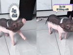 Chú lợn giả vờ què chân khi bị sen ăn hiếp