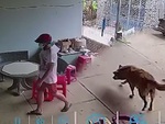 Chú chó vẫy đuôi mừng khi thấy trộm vào nhà