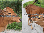 Thanh niên lầy lội hỏi chú bò chỉ đường đến Tam Cốc