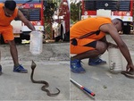 Cách bắt rắn hổ mang 'nghệ cả củ'