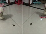 Chú cún chắp chân lạy cóc liên hoàn