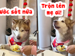Chú chó lém lỉnh đòi mì trộn gia vị đầy đủ mới chịu ăn