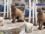 Chú chó lè lưỡi lêu lêu đồng bọn tham ăn
