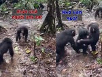 Chú khỉ ôm hôn đồng loại khi trở về nhà