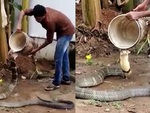 Chàng trai giội nước tắm cho rắn hổ mang chúa
