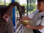 Voi con năn nỉ xin miếng sầu riêng