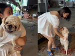 Chú chó hổ báo bỗng hóa khờ khi xa vòng tay sen