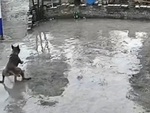 Những chú chó 'phanh cháy đường' nhưng vẫn gặp nạn