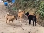 Anh em 'cậu vàng' hết hổ báo khi gặp 'đại ca chó đen'