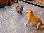 Chú chó quay như chong chóng lêu lêu khi bị mèo tát