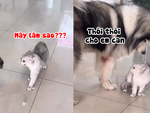 Chú chó vào vai 'tổ trưởng tổ hòa giải' cực ngọt