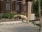 Chú cừu húc cửa cổng ầm ầm khi thấy bóng mình