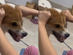 Chú chó gầm gừ như tiếng nẹt pô xe phân khối lớn