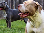 Những vụ chó pitbull phản chủ, cắn chết người