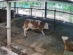 Chú bò nhảy khỏi chuồng bỏ trốn khi húc đồng bọn nằm gọn lên máng