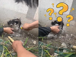 Cặp đôi ngơ ngác khi nhiệt tình đập tường giải cứu chú mèo