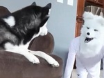 Chàng trai giả sư tử hù dọa husky