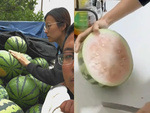 Chồng chán chả buồn nói khi vợ chọn được quả dưa hấu 'ngon'