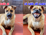 Chú chó cười khiến ai thấy cũng sợ chạy mất dép