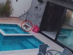 Mèo chạy 'lăng ba vi bộ' khi bị trượt chân ngã xuống hồ bơi