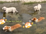 Chú chó corgi nổi cáu vì đồng bọn trêu chọc chiều cao
