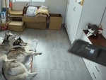 Mèo 'gắp lửa bỏ tay người' khi làm đổ tivi