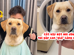 Chú chó tức giận vì bị ông chủ cắt tóc xấu