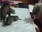 Thanh niên đeo mặt nạ cáo hù hai mèo cưng sợ hoảng hồn
