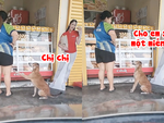 Chú chó xin ăn với biểu cảm cực đáng yêu