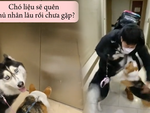 Những chú chó siêu tình cảm khi gặp lại chủ