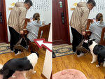 Chú chó hợp tác với ông chủ trộm tiền của 'nóc nhà'