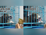 Chú chó nổi quạu khi bị cô gái trêu ngươi