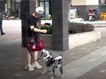 Chú chó có giác quan thứ 6 giúp ông chủ thoát nạn thần kỳ