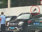 Chú mèo không biết lượng sức mình khi nhảy qua tường