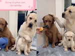 Chó mẹ bảo vệ con khi bị sen hỏi tội phá đồ