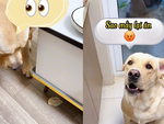 Chú chó nổi cáu vì bị chủ giành đồ ăn