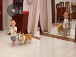 Chú chó 'canh me' cướp đùi gà của em bé