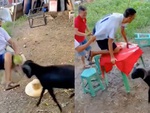 Đám đông bỏ chạy tán loạn vì chọc ghẹo dê