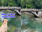 Chú chó nhảy xuống sông cứu ông chủ vì tưởng bị đuối nước
