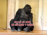 Khỉ đột than thân trách phận vì 'không biết chi tiêu'