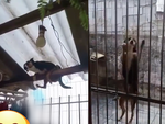 Chú chó có kỹ năng vượt rào siêu đỉnh
