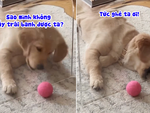 Chú chó nổi cáu vì không lấy được quả bóng sau tấm kính