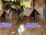 Chú cún mắng xối xả vì ông chủ bất lịch sự