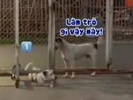Chú chó thích làm màu, thể hiện lối đi riêng