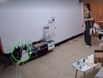 Chú chó husky thi hóa đá với cô chủ